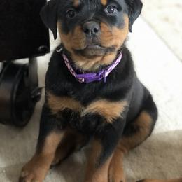 Rottweiler Puppies from Amy Osborne