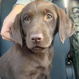 Labrador Retrievers from Moore Pointing Labradors