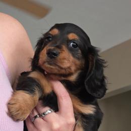 Baby Girl Ellie - Black and tan female Dachshund puppy in Polo, Missouri from Cool Runnin Dachshunds