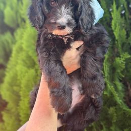 Boo - Black male Goldendoodle puppy in Miami Dade County, Florida from Doodle Lovers