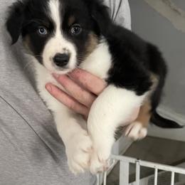 Girl 2 - Black tri-color female Australian Shepherd puppy in Kenosha, Wisconsin from Out of this World Aussies