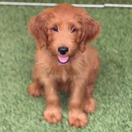 Chanel - Red  female Goldendoodle puppy in Las Vegas, Nevada from Puppies of the West