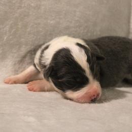 Optimus - Blue male Border Collie puppy in Crawfordsville, Indiana from Rescued Dreams Border Collies