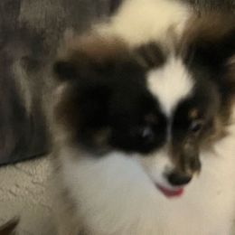 Juliet - Pomeranian