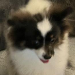 Juliet - Pomeranian
