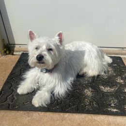 Molly - West Highland White Terrier