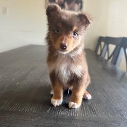 Zephyr - Red tri-color male Australian Shepherd puppy in Tucson, Arizona from Soqui Ortiz Cattle Ranch