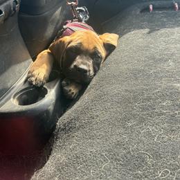 Cedar - Apricot female Mastiff puppy in Layton, Utah from 2A Mastifs