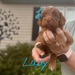 Lady - Red female Cockapoo puppy in Mocksville, North Carolina from Little Bear Doodles