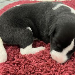 Kinley - White and black female Whippet puppy in West Plains, Missouri from Sycamore Ridge Puppies