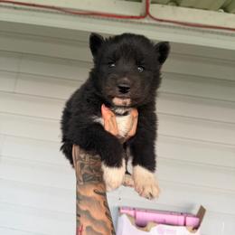 Boy 4 - Black and white male Siberian Husky puppy in Uhland, Texas from Siberian Huskies
