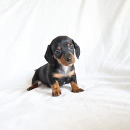 Aria - Black and tan female Dachshund puppy in Fredericksburg, Ohio from William's Dachshunds