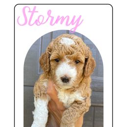 Goldendoodle Puppies from Paddington Doodles