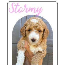 Goldendoodle Puppies from Paddington Doodles