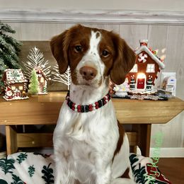 Julep - Brittany