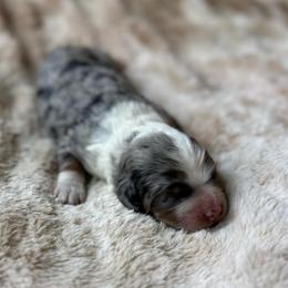 Turkey - Blue merle male Bernedoodle puppy in Jacksonville, Florida from Dandelion Doodles