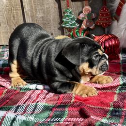 Aries - Black tri-color male Bulldog puppy in Fort White, Florida from Bullgodz English Bulldogs