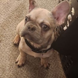 The big boy churro - Cream male French Bulldog puppy in Charlotte, North Carolina from FrenchKiss Frenchies