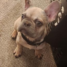 The big boy churro - Cream male French Bulldog puppy in Charlotte, North Carolina from FrenchKiss Frenchies