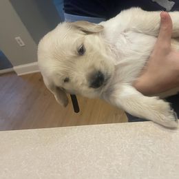 Golden Retriever Puppies from Goldens