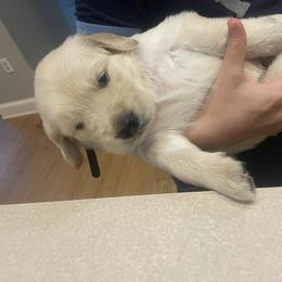 Golden Retriever Puppies from Goldens