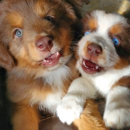 Miniature Australian Shepherd Puppies from CopperHead Aussies
