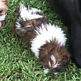 Pugs and Shih Tzus from Freedom Meadow Farm