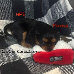 Fiona - Black and tan female Cavalier King Charles Spaniel puppy in Leonard, Michigan from CoLo Cavaliers