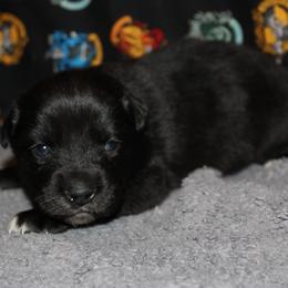 Amor - Black & white male Miniature Australian Shepherd puppy in El Dorado Springs, Missouri from HP Aussie Kennels