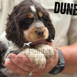 Dune - Tri-Roan male English Springer Spaniel puppy in Six Mile, South Carolina from The Proper Pointer Co.