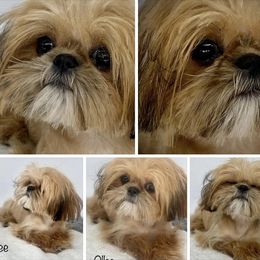 Ollie - Shih Tzu