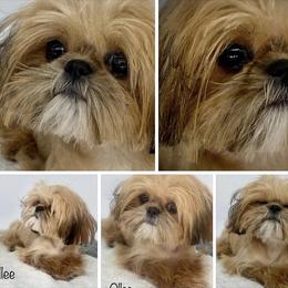 Ollie - Shih Tzu