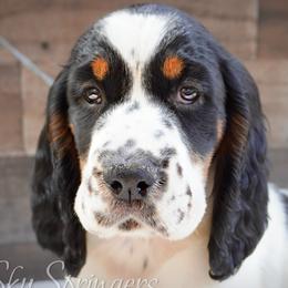 Girl 2 - Black white and tan female English Springer Spaniel puppy in Great Falls, Montana from Big Sky Springers
