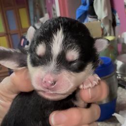 Rico - Black and white male Pomsky puppy in Spring Hill, Florida from PDQ Pomskies