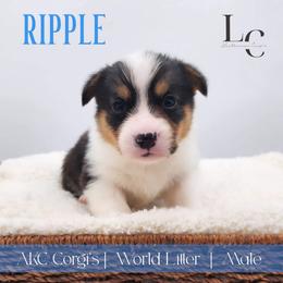 Ripple - Black and tan male Pembroke Welsh Corgi puppy in Pine Village, Indiana from NL Horsemanship