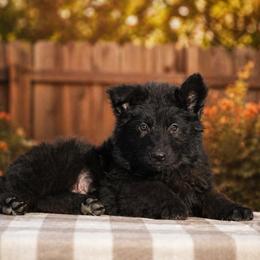 Brown Collar - Black male German Shepherd puppy in Plumas Lake, California from Zwinger Vom Greifjäger