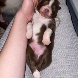 Australian Shepherd Puppies from Quiet Cove Kennels