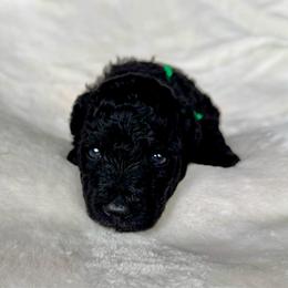 Green Girl - Black female Pumi puppy in Fife Lake, Michigan from Nixie Kennels
