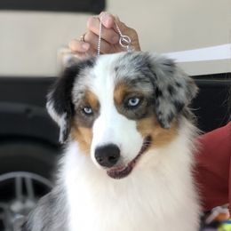 Cheers - Miniature American Shepherd