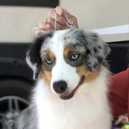 Cheers - Miniature American Shepherd