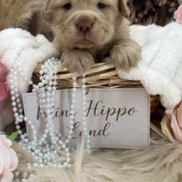 Dolly - Fawn female Companion Cross puppy in Hugo, Oklahoma from Mini hippo land