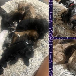 Cocker Spaniels and Miniature Schnauzers from Smith’s Schnauzer Den