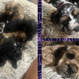 Cocker Spaniels and Miniature Schnauzers from Smith’s Schnauzer Den