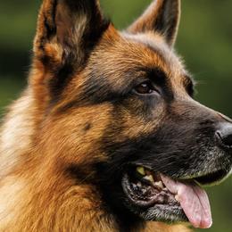 German Shepherds from Vom Goodchris German Shepherds