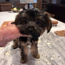 Winston( click pic) - Black and tan male Yorkshire Terrier puppy in Kingston, Oklahoma from Lake Life