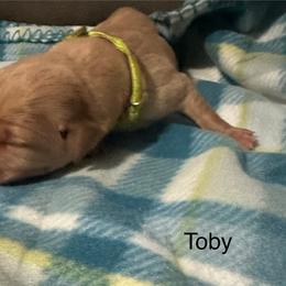 Toby - Yellow male Labrador Retriever puppy in Moses Lake, Washington from Kreger Lake Kennels