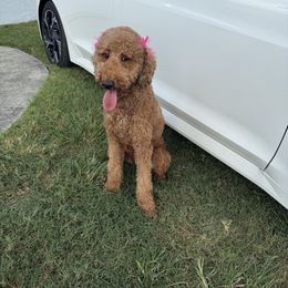 Lauren - Goldendoodle