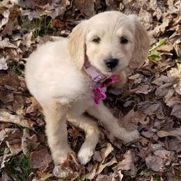 Double Doodles from Doodles of Sherwood Forest