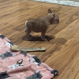 French Bulldog Puppies from Painted Desert Frenchies