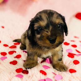 Thumper - Dapple male Dachshund puppy in Magnolia, Texas from Carrie’s Countryside Dachshunds